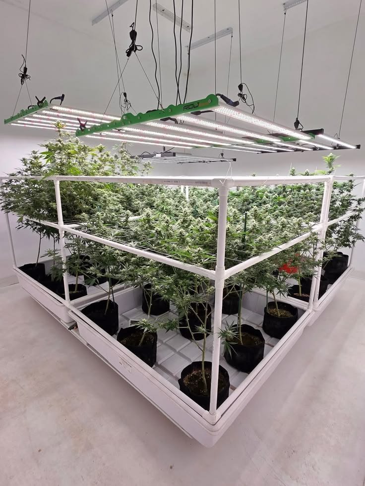 budhubfarm